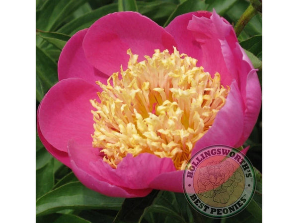 Paeonia lactifora 'Mary Elizabeth' herbaceous peony PICK UP