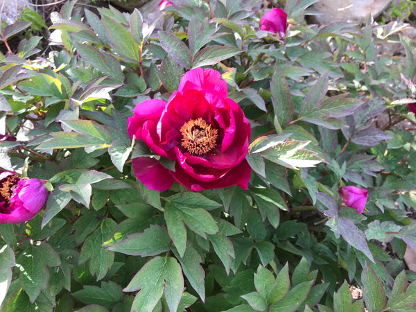 Paeonia suffruticosa, 'Purple with Many Leaves' Chinese Tree Peony