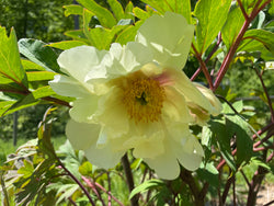 Paeonia, 'Artemis' hybrid tree peony