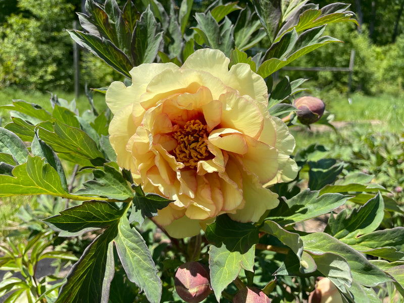 Paeonia, 'Aussie Peach' hybrid tree peony 6 year old plant