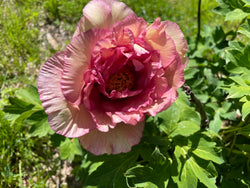 Paeonia, 'Bellbird' hybrid tree peony