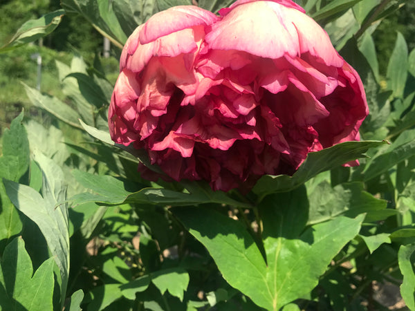 Paeonia, 'Flambeau' hybrid tree peony