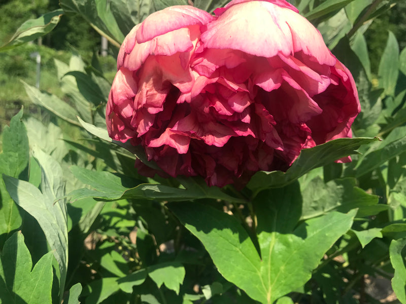 Paeonia, 'Flambeau' hybrid tree peony