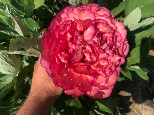 Paeonia, 'Flambeau' hybrid tree peony