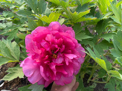 Paeonia, 'Gemini' hybrid tree peony