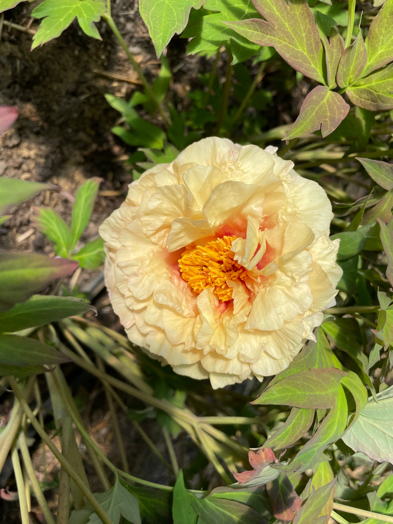 Paeonia, unknown yellow hybrid tree peony