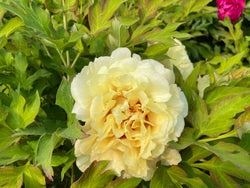 Paeonia, unknown yellow hybrid tree peony