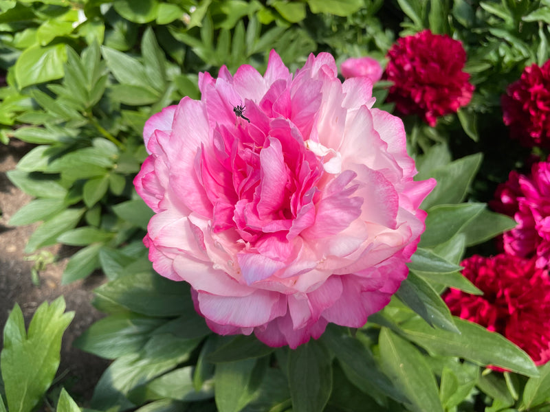 Paeonia, 'Joker' herbaceous peony