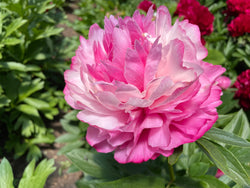 Paeonia, 'Joker' herbaceous peony