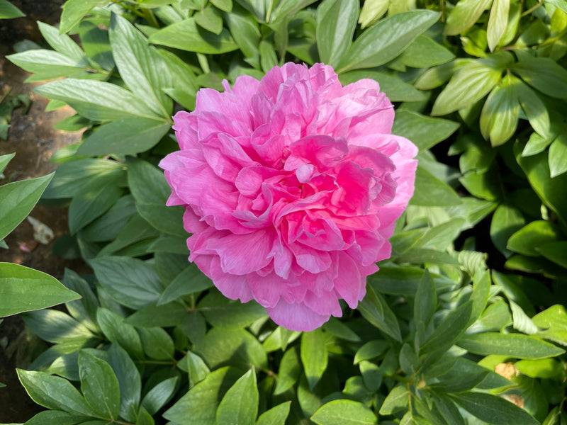 Paeonia, 'Joker' herbaceous peony