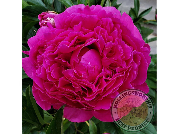 Paeonia lactifora 'Kansas' herbaceous peony PICK UP