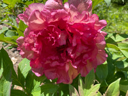 Paeonia, 'Lois Elaine Laning' hybrid tree peony