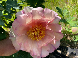 Paeonia, 'Peach Festival' hybrid tree peony 4 year old plant