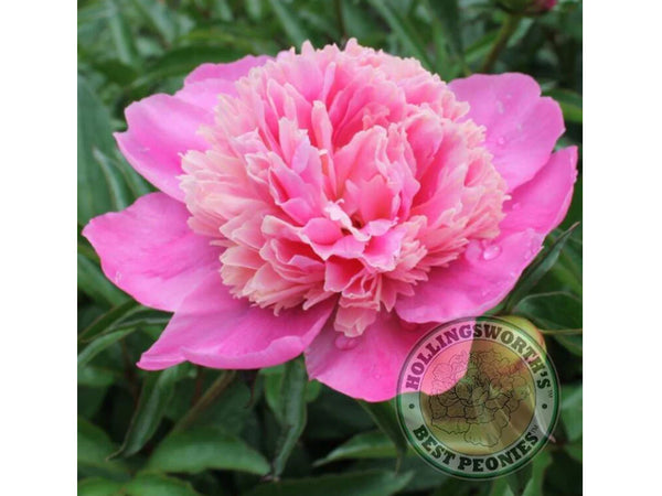 Paeonia lactifora 'Philomèle' herbaceous peony PICK UP