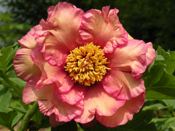 Paeonia, 'Ruffled Sunset' hybrid tree peony