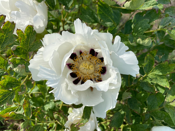 Paeonia rockii, 'Silver Waves on Lake Qinghai'