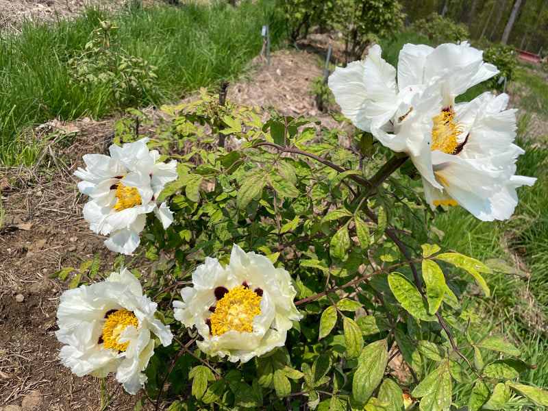 Paeonia rockii subsp. taibaishanica, Species tree peony