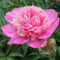 Paeonia lactifora 'Philomèle' herbaceous peony PICK UP