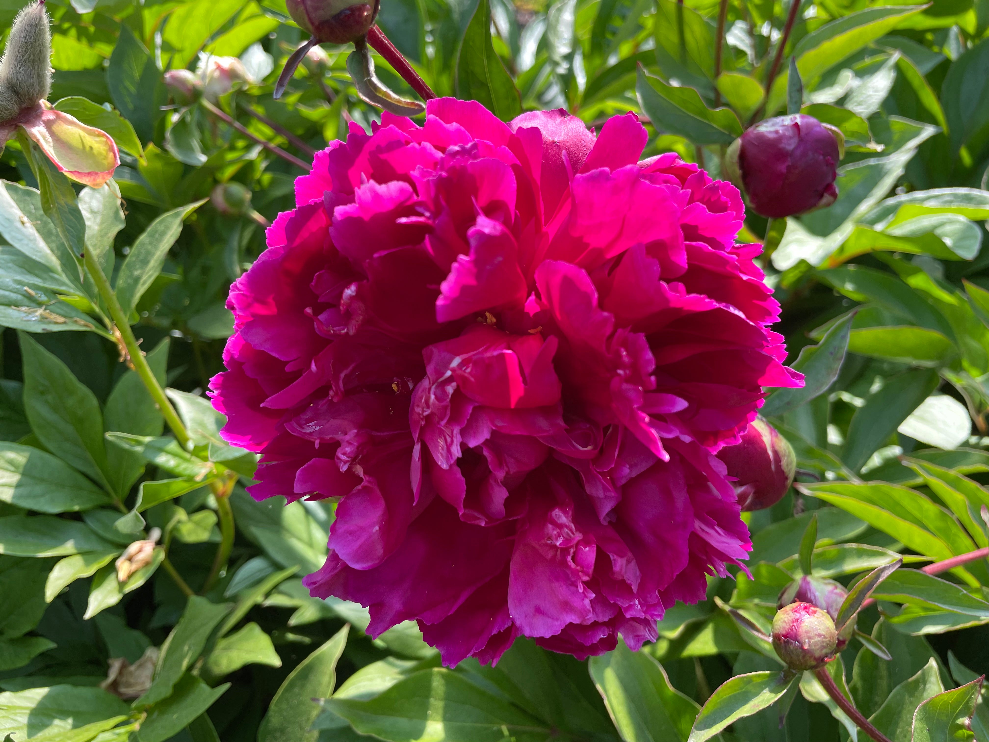 Paeonia lactiflora 'Purple Water Lily' Chinese herbaceous peony ...