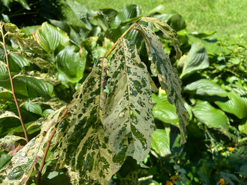 Asimina, 'Variegata' pawpaw