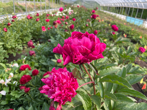 Paeonia lactiflora, 'Cao Zhou Red' Chinese herbaceous peony