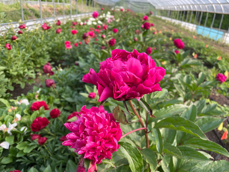 Paeonia lactiflora, 'Cao Zhou Red' Chinese herbaceous peony