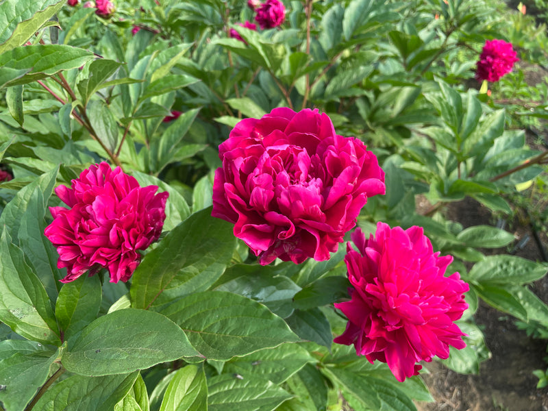 Paeonia lactiflora, 'Cao Zhou Red' Chinese herbaceous peony