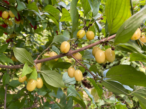 Cornus, 'Yantarny' cornelian cherry