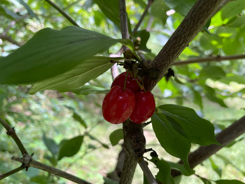 Cornus, 'Black Plum' cornelian cherry