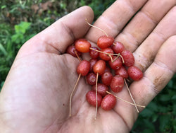 Elaeagnus multiflora, 'Red Gem' goumi scion