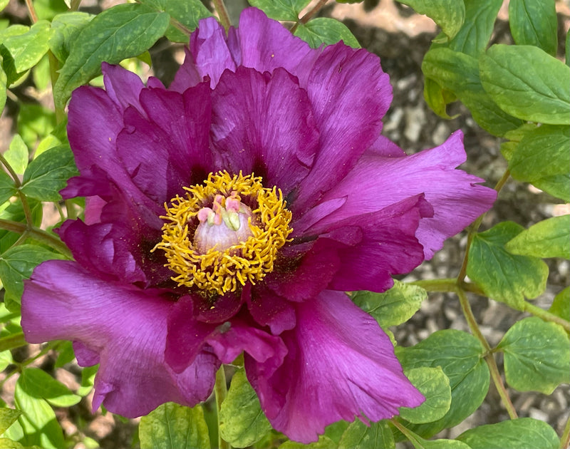purple peony flower