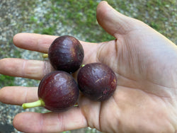 Ficus, 'Ronde de Bordeaux' French fig