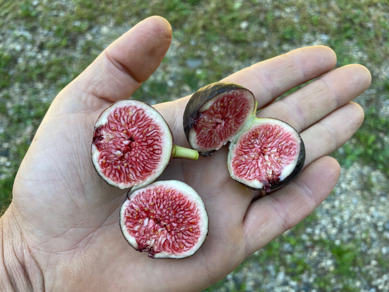 Ficus, 'Ronde de Bordeaux' French fig