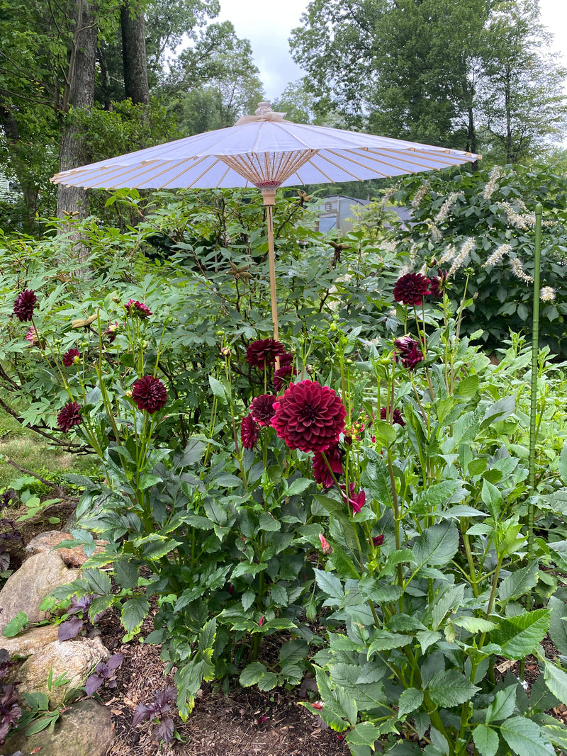 Garden Umbrella