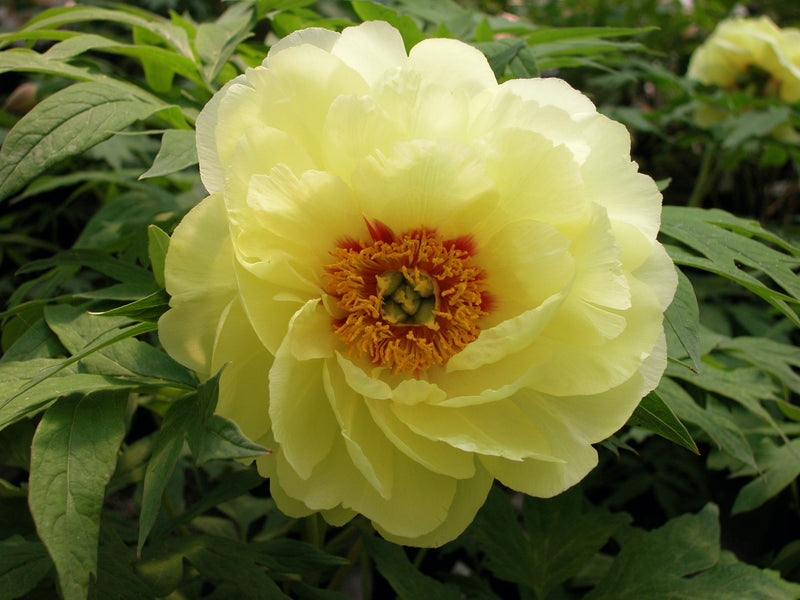 Paeonia, 'High Noon' hybrid tree peony 6 year old plant