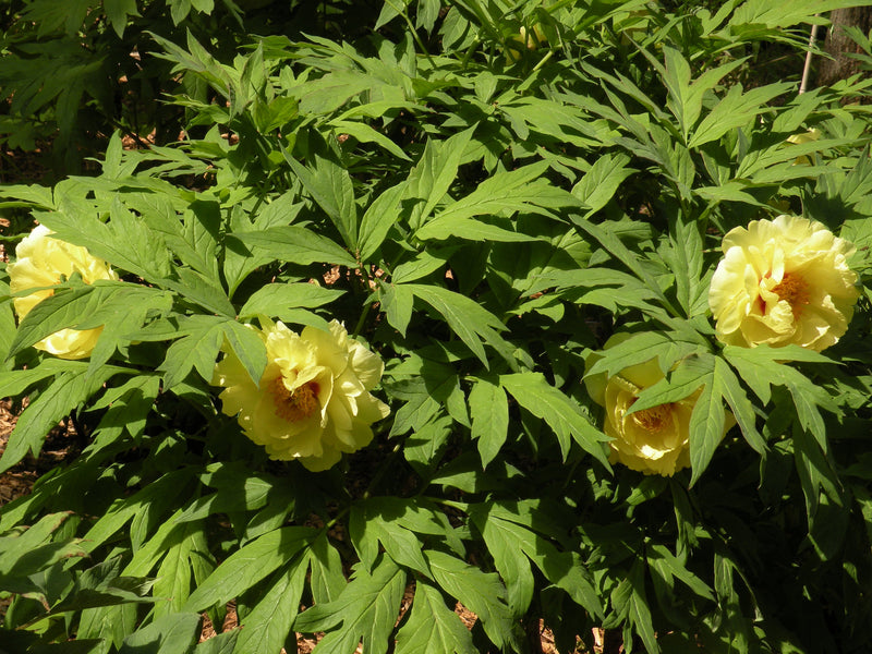 Paeonia, 'High Noon' hybrid tree peony 6 year old plant