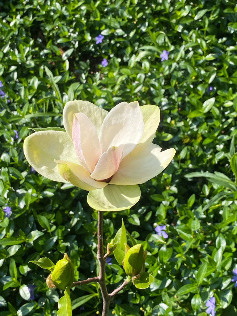 Magnolia, 'Sunsation'