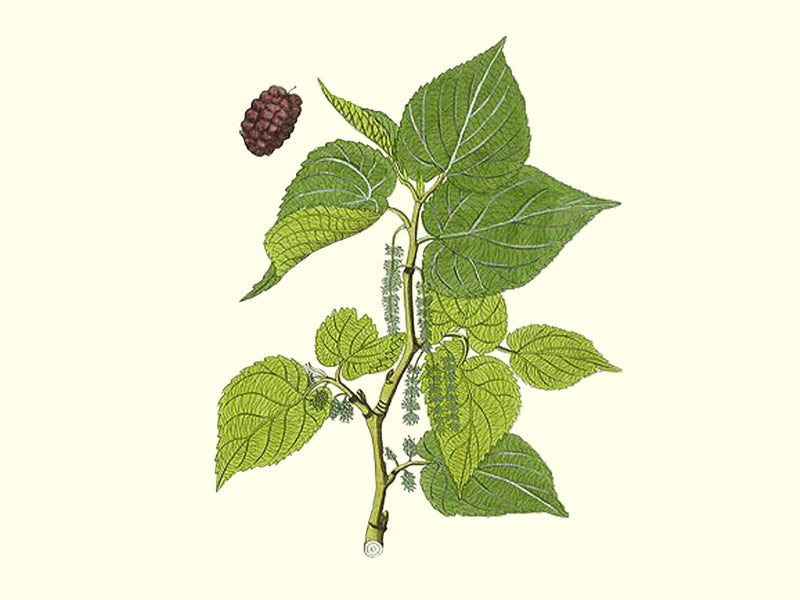 Morus alba, 'Ukrainian Giant' mulberry scion