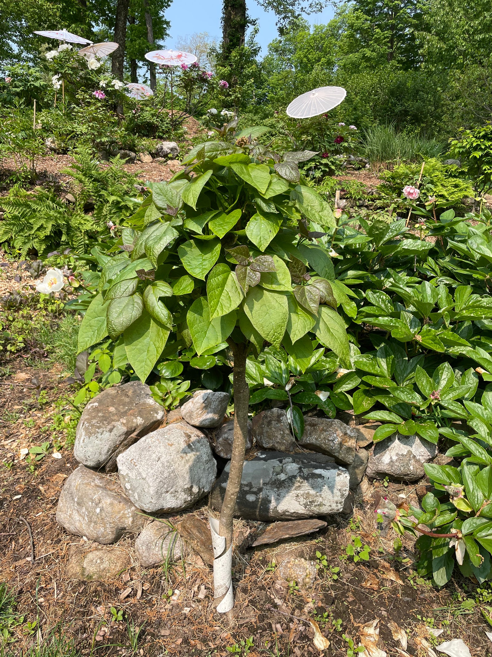 Catalpa bignonioides 