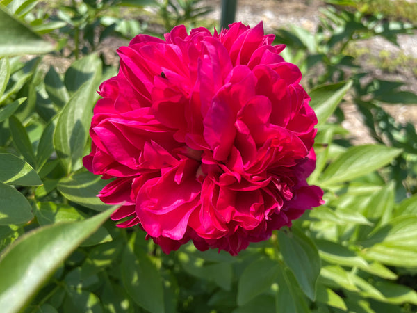 Paeonia, 'Angelo Cobb Freeborn' hybrid herbaceous peony – Cricket Hill ...