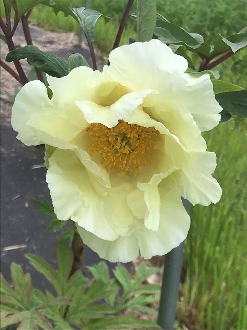 Paeonia, 'Artemis' hybrid tree peony