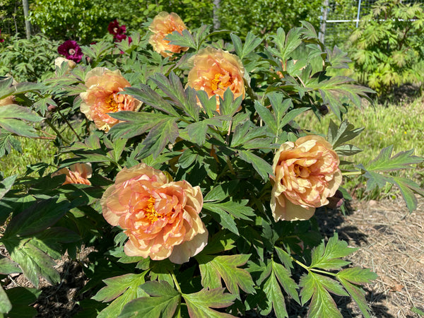 Paeonia, 'Aussie Peach' hybrid tree peony 6 year old plant