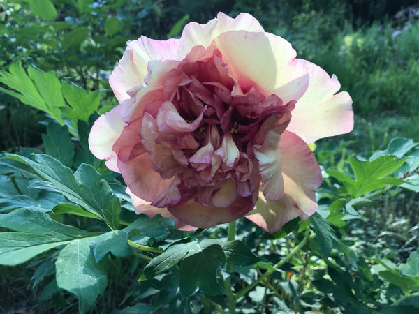 Paeonia, 'Bellbird' hybrid tree peony