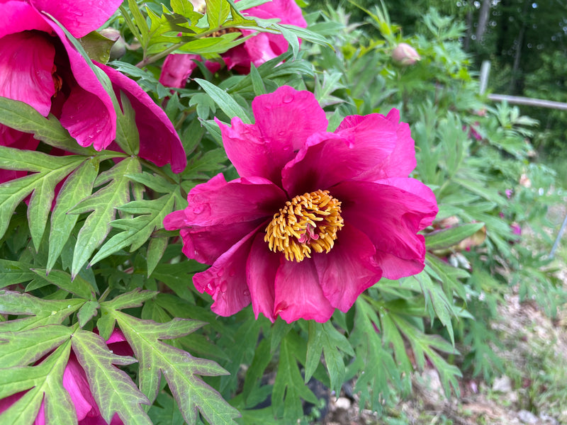 Paeonia, 'Chinese Dragon' hybrid tree peony