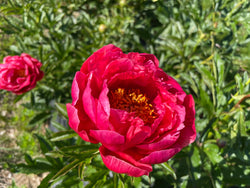 Paeonia, 'Coral Magic' hybrid herbaceous peony