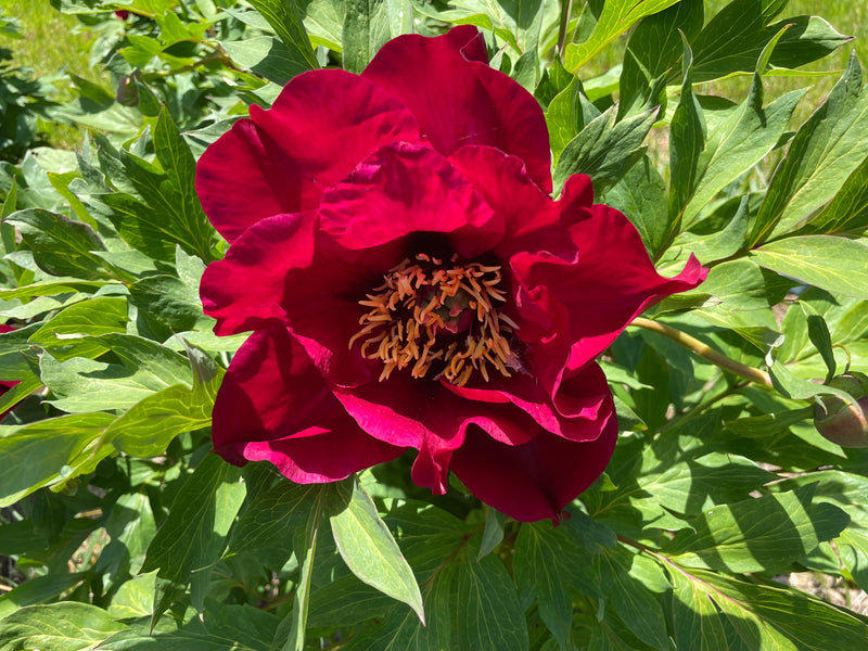 Paeonia, 'Daedalus' hybrid tree peony