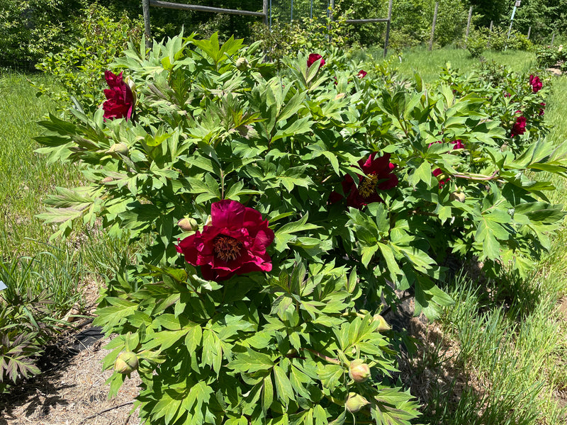 Paeonia, 'Daedalus' hybrid tree peony