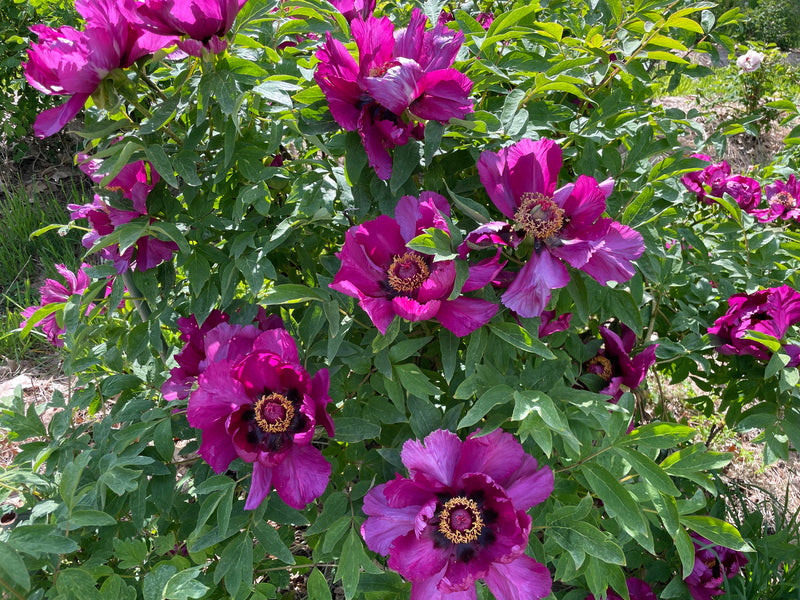 Paeonia, 'Date Orchard Red', Chinese tree peony 4 Year Old Plant