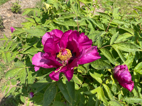 Paeonia, 'Date Orchard Red', Chinese tree peony 4 Year Old Plant