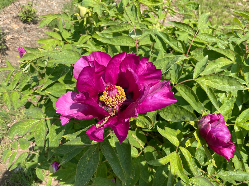 Paeonia, 'Date Orchard Red', Chinese tree peony 4 Year Old Plant